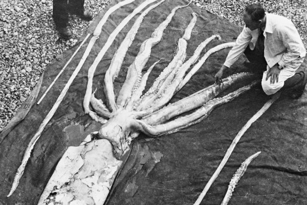 Kraken at сайт