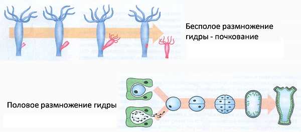 Кракен сайт что будет если зайти