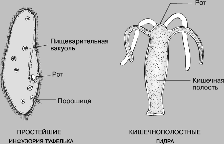 Сайт кракен зайти